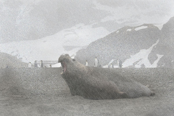Elephant Seal in snowstorm